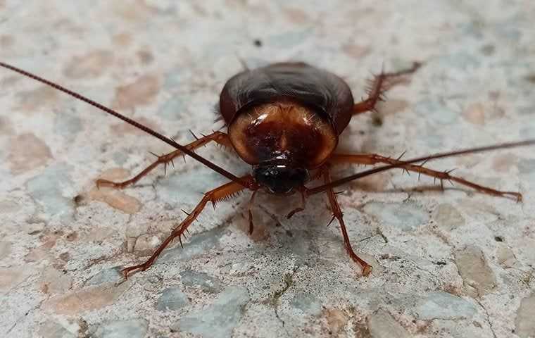 american cockroach on tile floor