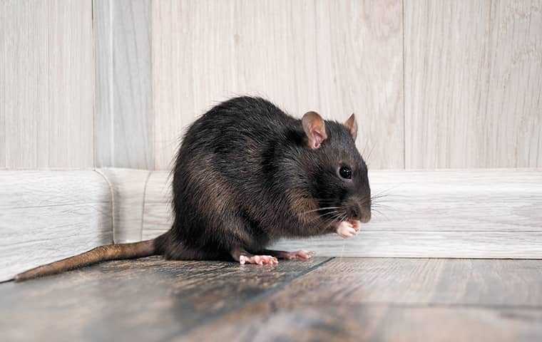 rat in the corner of a home