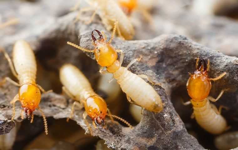 many termites crawling on damaged wood in sacramento