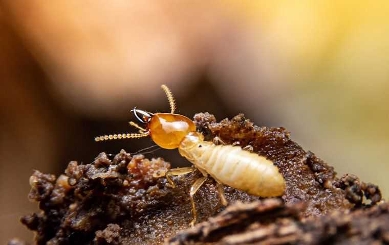 termite coming out of nest