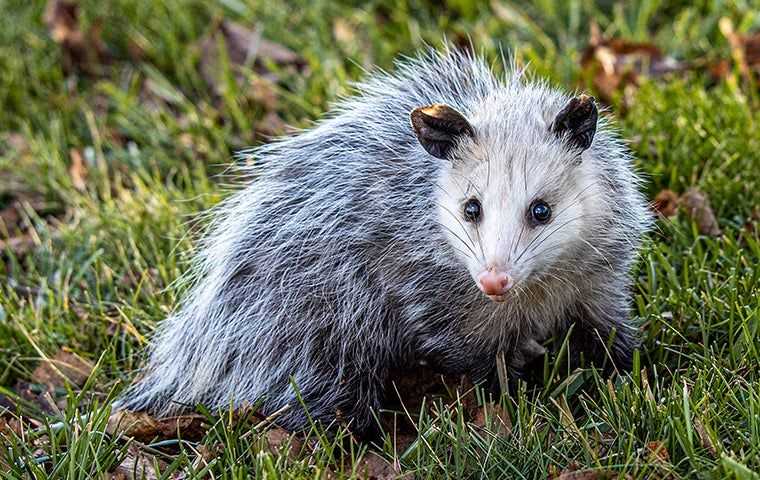 opossum on grass outside